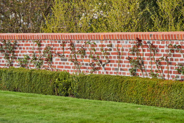 lawn, hedge, wall and shrubbery - garden decoration stock pictures, royalty-free photos & images