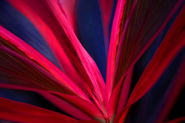 leaf background abstract pattern nature red blue - garden decoration stock pictures, royalty-free photos & images