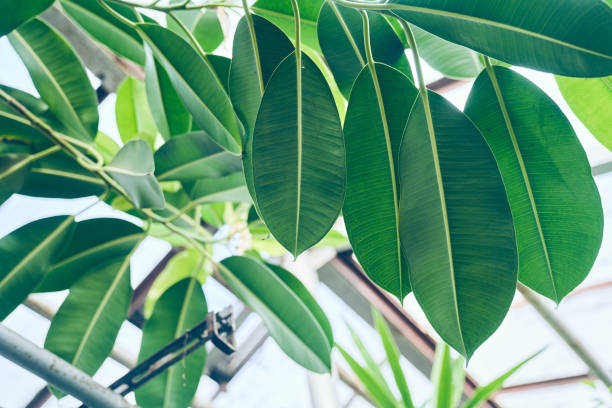 leaves of ficus rubberiferous, low angle view, large leaves of the plant in a row in a greenhouse, tropical background with a copy space. - garden decoration stockfoto's en -beelden