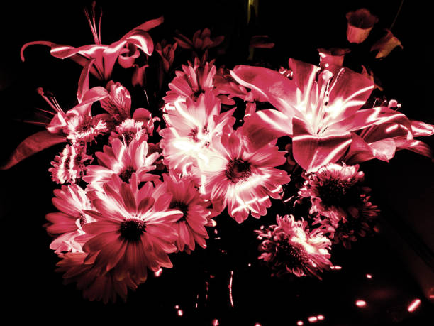 light flowers - garden decoration stock pictures, royalty-free photos & images