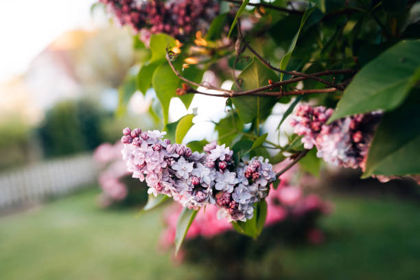 lilac flowers in springtime - garden decoration stock pictures, royalty-free photos & images