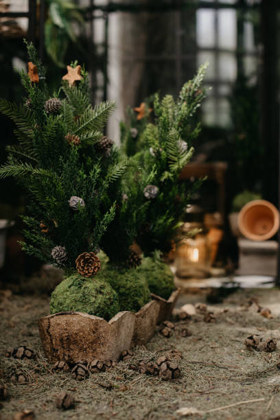little christmas trees in front of a greenhouse - garden decoration stock pictures, royalty-free photos & images
