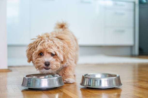 little cute maltipoo puppy - food stock pictures, royalty-free photos & images