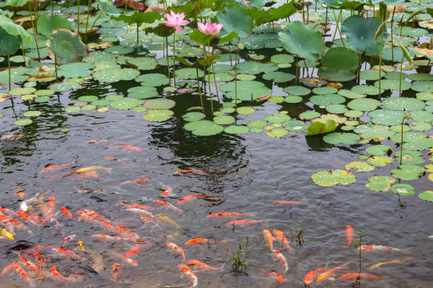 lotus (water lily) background - garden decoration stock-fotos und bilder