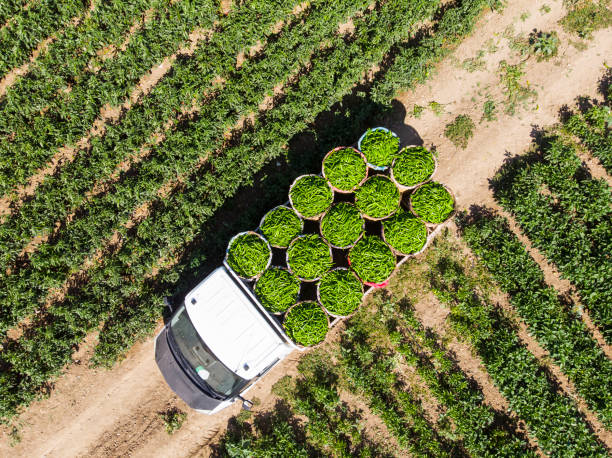 luchtmening van groene paprika's op pepergebied - food stockfoto's en -beelden