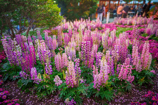 lupin. lupine field with pink purple and blue flowers. bunch of lupines summer flower background - garden decoration stock pictures, royalty-free photos & images