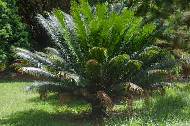 lush cycas palm growing under sun in tropical garden - garden decoration stock pictures, royalty-free photos & images