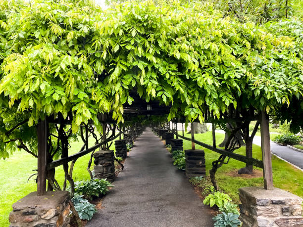 lush vine covered trellis walkway with arch detail - garden decoration stock pictures, royalty-free photos & images