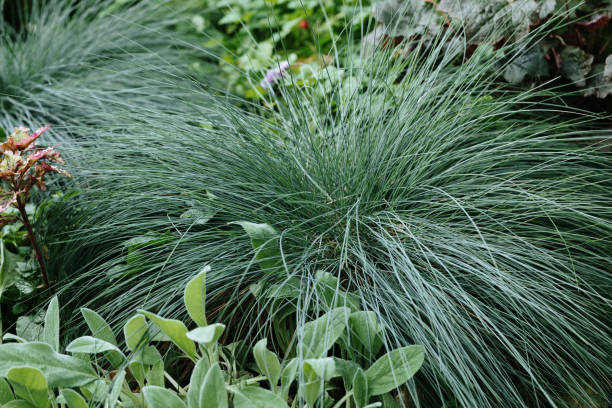 luxuriant festuca (fescue) with long and narrow leaves growing among greenery in botanical garden. - garden decoration stock pictures, royalty-free photos & images