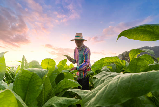 male asian farmer with tablet while working at tobacco farm - food stock pictures, royalty-free photos & images