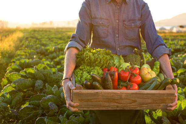 man holding crate ob fresh vegetables - food stock pictures, royalty-free photos & images