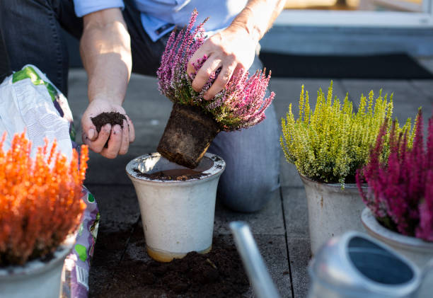 man potting heather on his terrace, close-up of hands - home decoration stock pictures, royalty-free photos & images