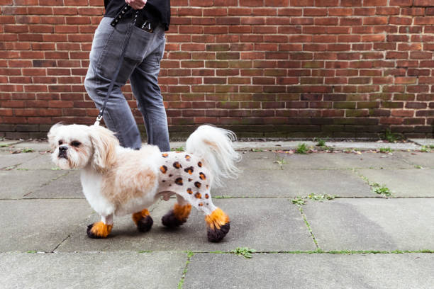 man walking groomed dog with dyed shaved fur - fashion stock pictures, royalty-free photos & images