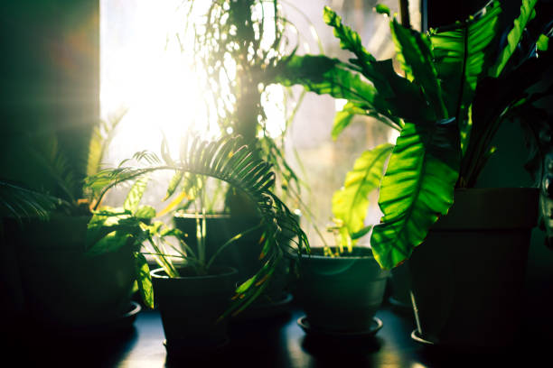 many green houseplants flooded in sunlight from window. concept of home gardening. front view - garden decoration stock pictures, royalty-free photos & images