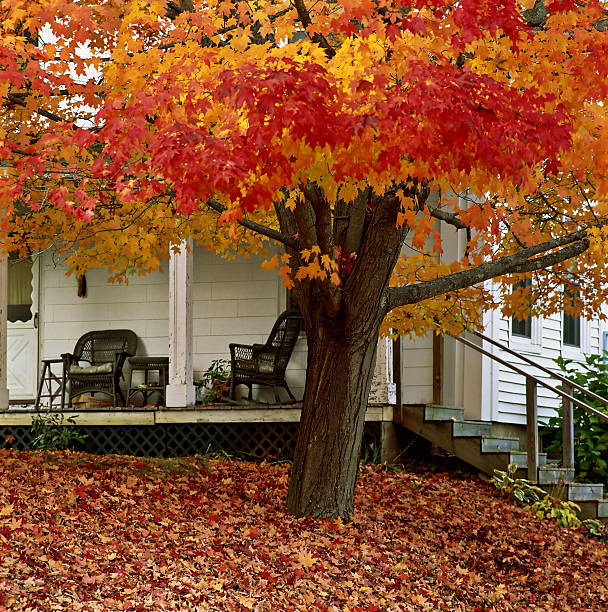 maple (acer) tree and verandah, new england, usa - garden decoration photos et images de collection