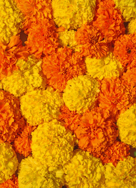marigold flower background for diwali - garden decoration stock pictures, royalty-free photos & images