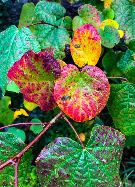 'maruba no ki' (disanthus cercidifolius) in the rain - garden decoration stock pictures, royalty-free photos & images