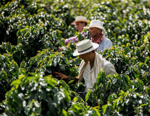 men working at a coffee farm collecting coffee beans - coffee stock pictures, royalty-free photos & images