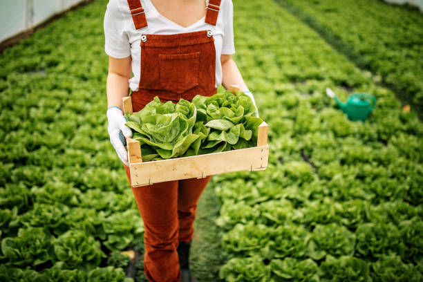 mijn kleine bedrijf - food stockfoto's en -beelden