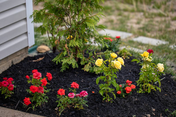 miniature roses as decoration - garden decoration stock pictures, royalty-free photos & images