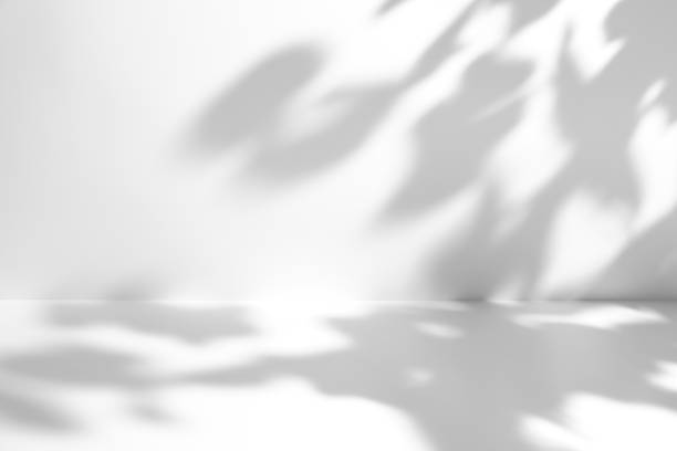 minimal empty gray and white 3d room exhibition background with natural plants shadows - home decoration stock pictures, royalty-free photos & images