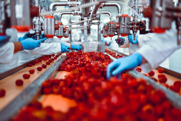 modern food plant teeming with work while workers sort cherry peppers for cheese stuffing - food stock pictures, royalty-free photos & images