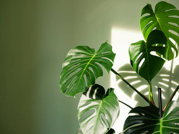 monstera deliciosa houseplant in bright sunlight - home decoration stock pictures, royalty-free photos & images
