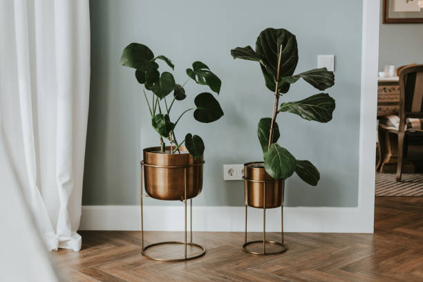 monstera palm and ficus lyrata leaves inim style metal pot on wooden floor in living room. floral decor in modern home - home decoration photos et images de collection