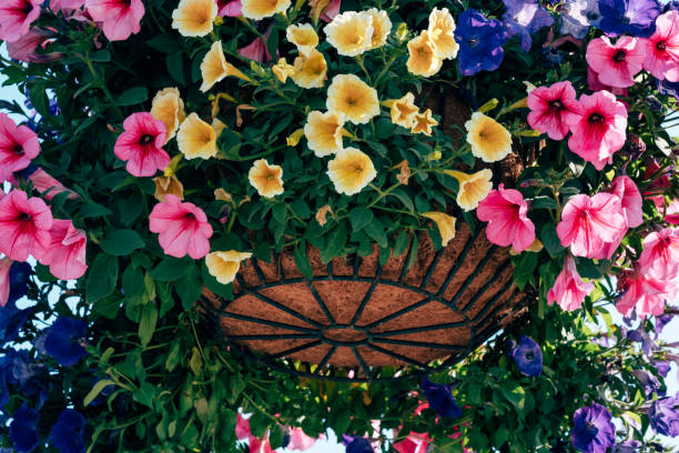 morning glory - garden decoration stock pictures, royalty-free photos & images