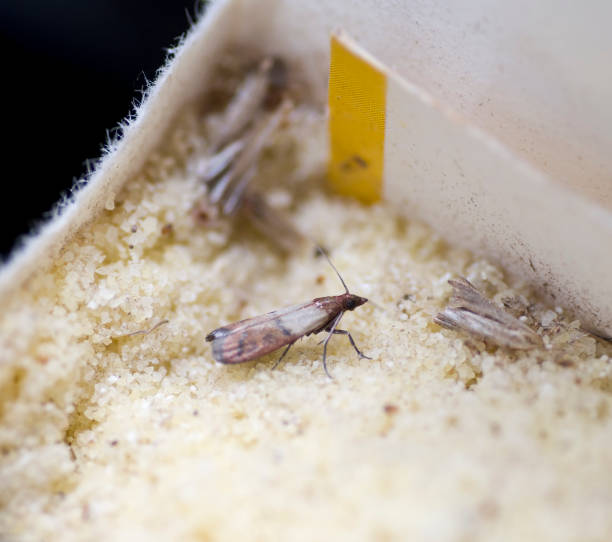 moth in semolina - food moth on semolina - food stock pictures, royalty-free photos & images