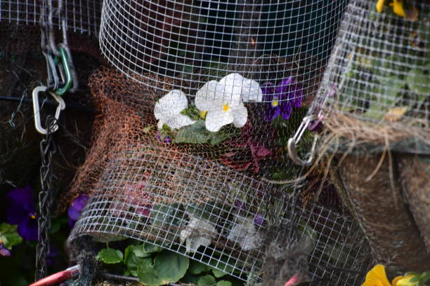 multi coloured pansies hanging basket - garden decoration stock pictures, royalty-free photos & images