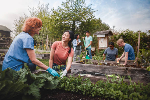 multiracial group of young men and young women gather as volunteers to plant vegetables in community garden with mature woman project manager advice and teamwork - food stock pictures, royalty-free photos & images