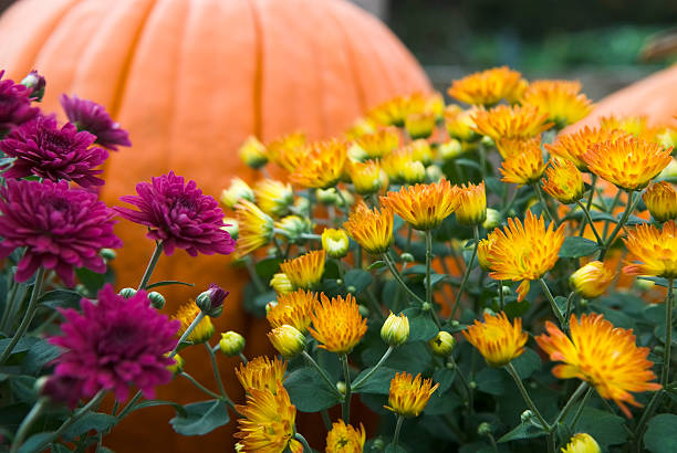 mums and pumpkins - ii - garden decoration stock pictures, royalty-free photos & images