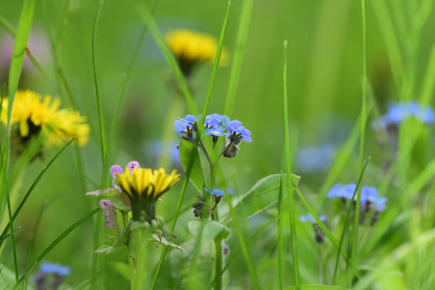 myosotis - garden decoration stock pictures, royalty-free photos & images