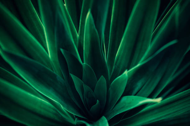 nature green leaf pattern, tropical lush foliage background - garden decoration stock pictures, royalty-free photos & images