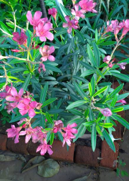 nerium oleander flowers in the garden - garden decoration stock pictures, royalty-free photos & images