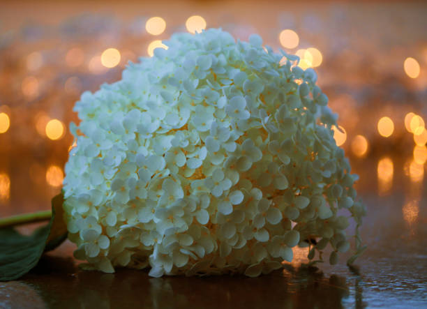 night melody 01 - garden decoration stock pictures, royalty-free photos & images