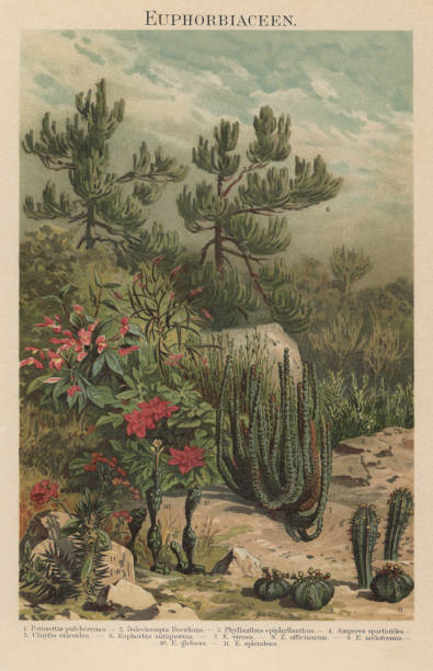 old chromolithograph illustration of euphorbiaceae - garden decoration stock pictures, royalty-free photos & images