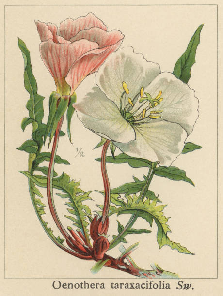old chromolithograph illustration of botany, large-flowered evening-primrose or redsepal evening primrose (oenothera teraxacifora) - garden decoration stock pictures, royalty-free photos & images