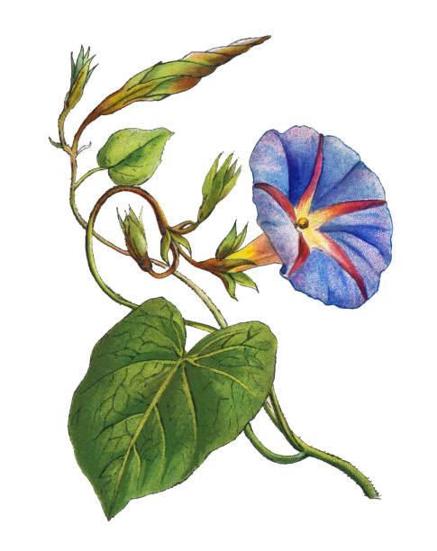 old chromolithograph illustration of botany, the common morning-glory, tall morning-glory, or purple morning glory (ipomoea purpurea) - garden decoration stock pictures, royalty-free photos & images
