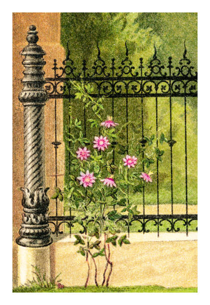 old chromolithography illustration of climbing plants, passiflora (passion flowers) - garden decoration stock pictures, royalty-free photos & images
