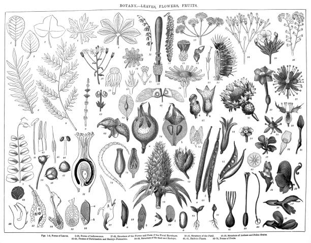 old engraved illustration of a botany - leaves, flowers, fruits. antique illustration, popular encyclopedia published 1894. copyright has expired on this artwork - garden decoration stock pictures, royalty-free photos & image