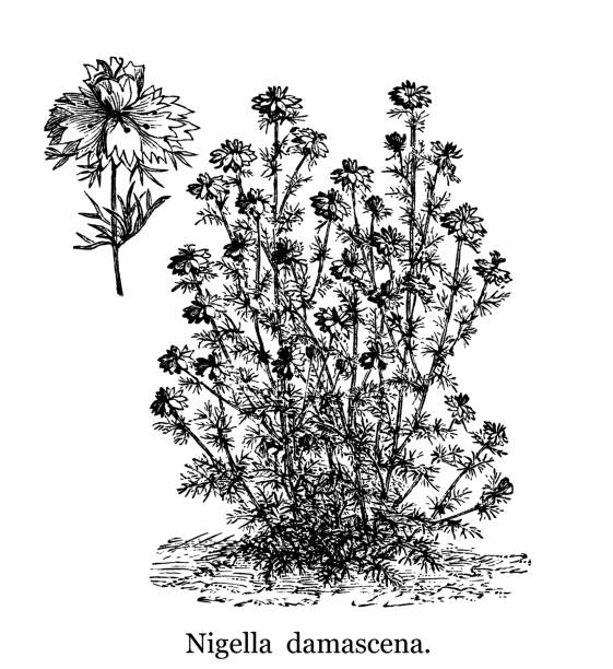 old engraved illustration of botany, love-in-a-mist or devil in the bush (nigella damascena) an annual garden flowering plant, belonging to the buttercup family ranunculaceae - garden decoration stockfoto's en -beelden