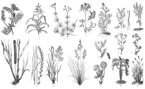old engraved illustration of botany, forage plants - garden decoration stock pictures, royalty-free photos & images