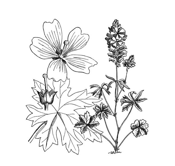 old engraved illustration of botany, malva spicata l. - garden decoration stock pictures, royalty-free photos & images