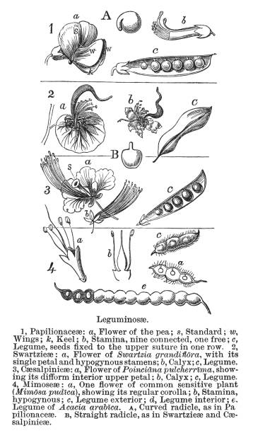 old engraved illustration of types and shapes of flowers, legume, pea, or bean family (fabaceae or leguminosae) - garden decoration stock pictures, royalty-free photos & images