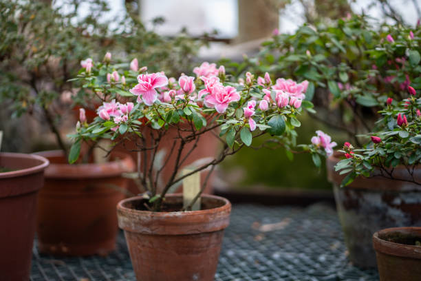 old terracotta pots with azalea shrubs blooming with pink flowers cultivated in orangery, greenhouse in winter - garden decoration stock pictures, royalty-free photos & images