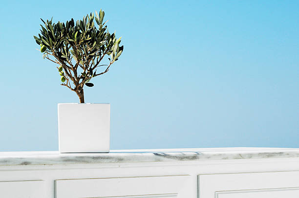 olive tree - garden decoration stock pictures, royalty-free photos & images