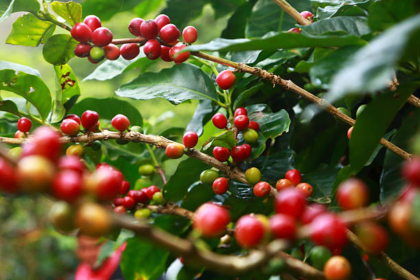 on the road to monteverde, coffee plantation during the harvest. - coffee stockfoto's en -beelden
