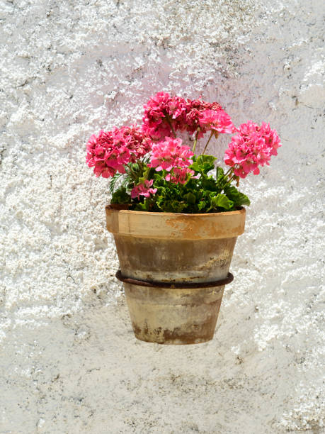 one flower pot (geranium), hanging on a white wall background illuminated by sunlight - garden decoration stock pictures, royalty-free photos & images